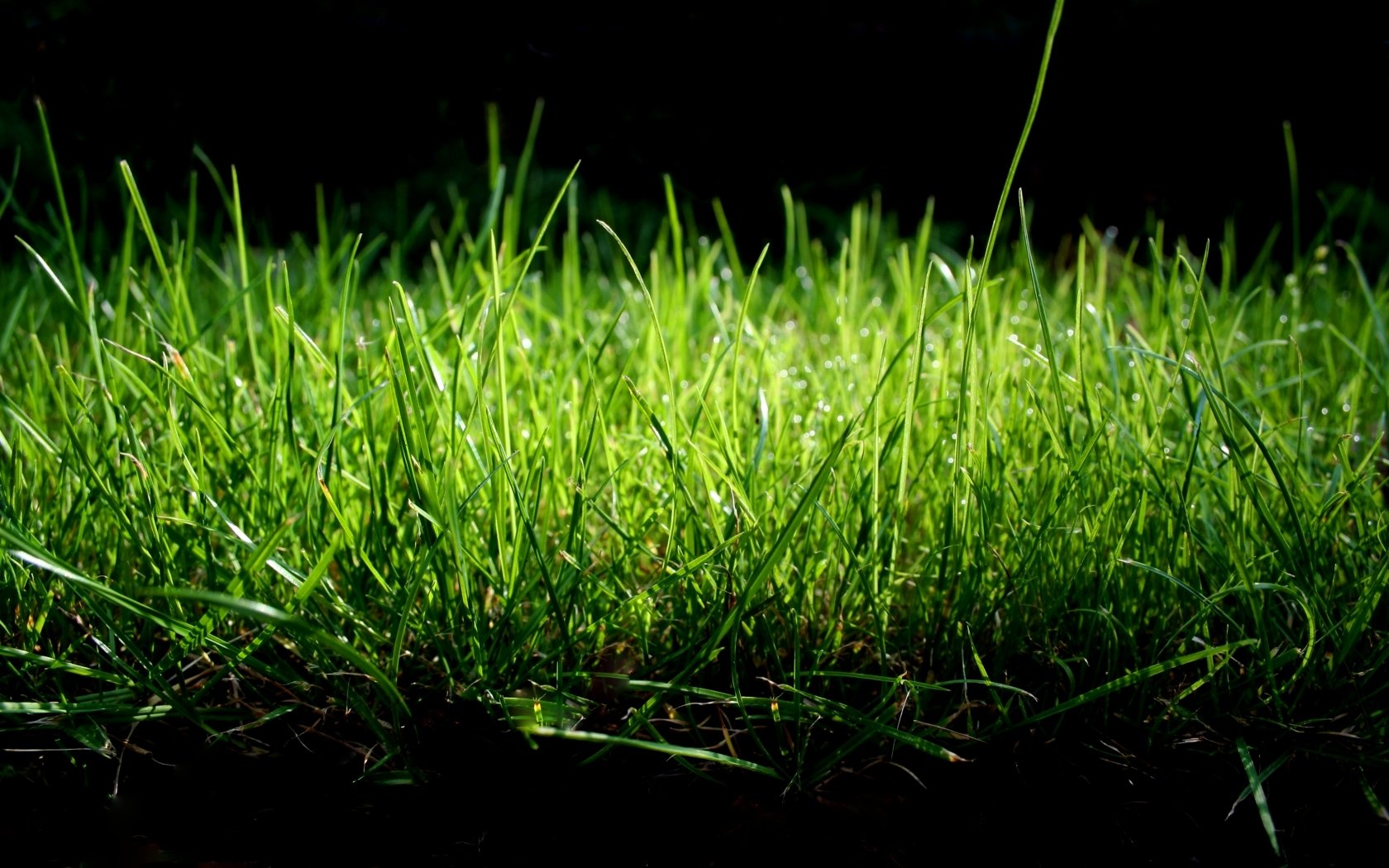Grass Picture Image Abyss