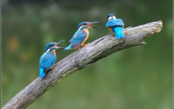 Preview Image 10024