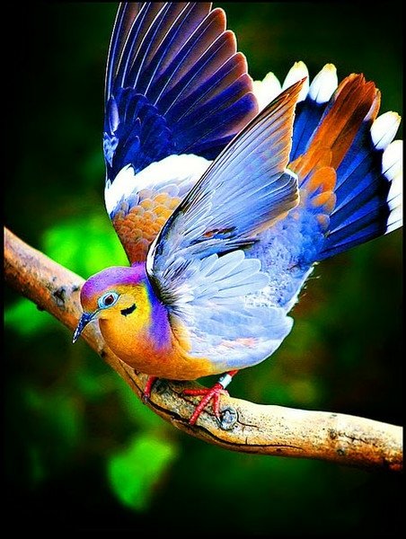  Colorful Mourning Dove