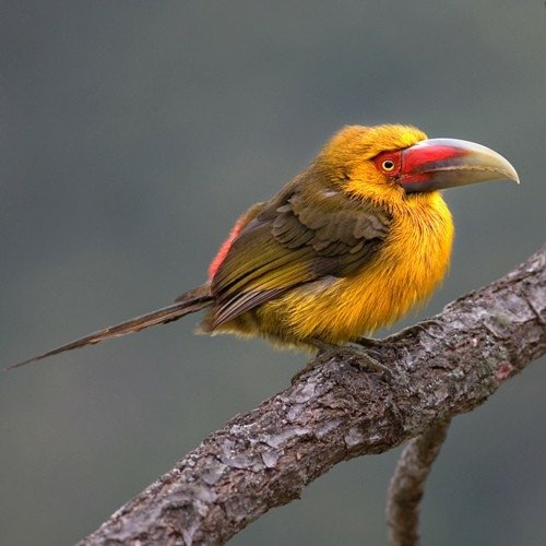  Saffron Toucanet on Branch