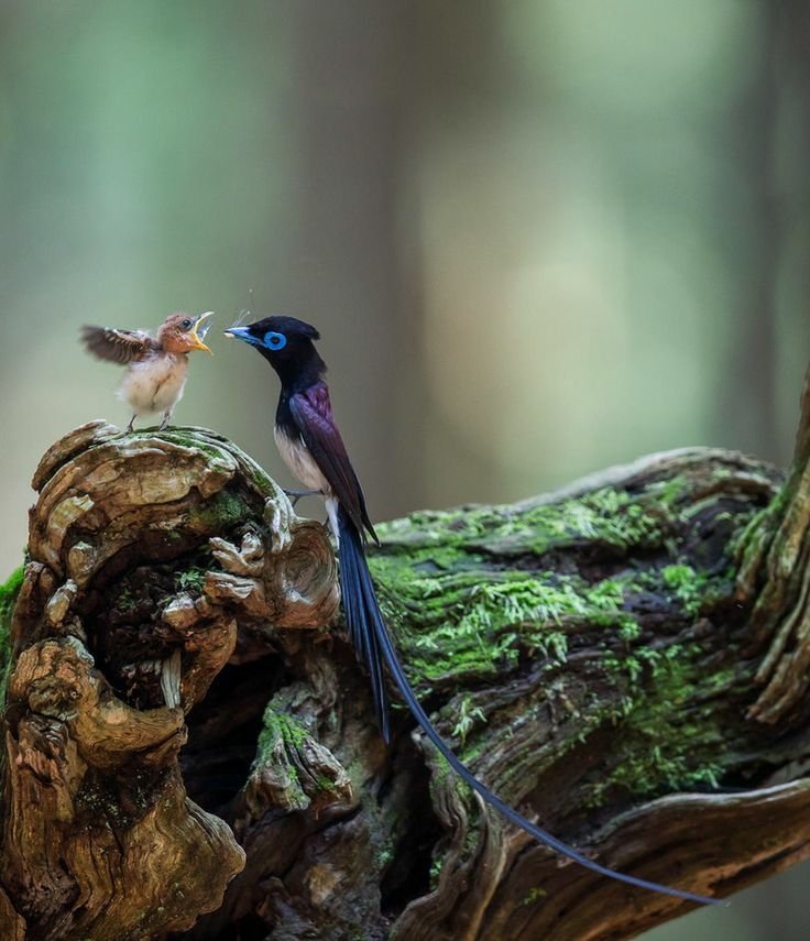  Japanese Paradise Flycatcher Feeding her Hatchling