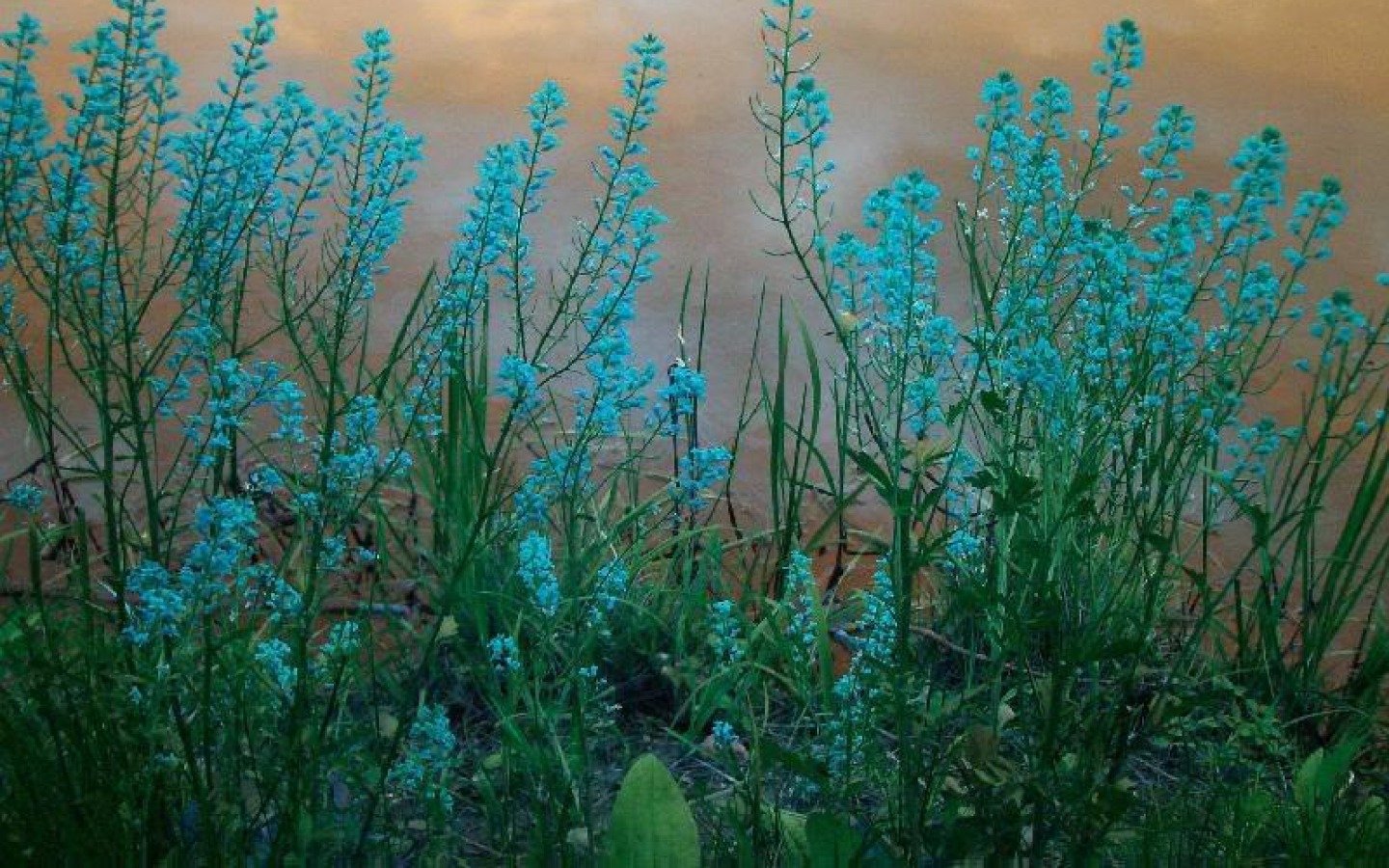 Turquoise wildflowers bloom vibrantly against a backdrop of fog and clouds, creating a serene nature scene that emphasizes the beauty of earth's flora.