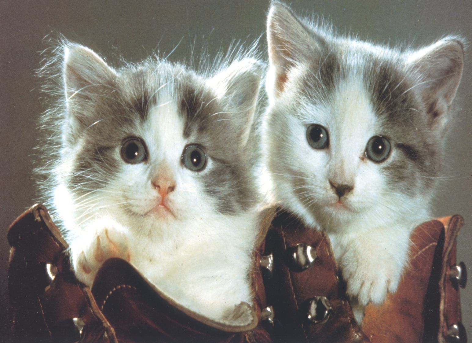 littermates sitting in boots Image Abyss