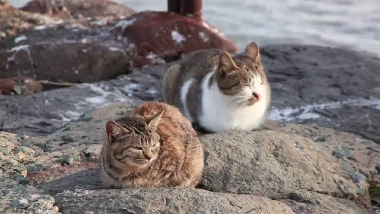 cats on vacation - on the beach - Image Abyss