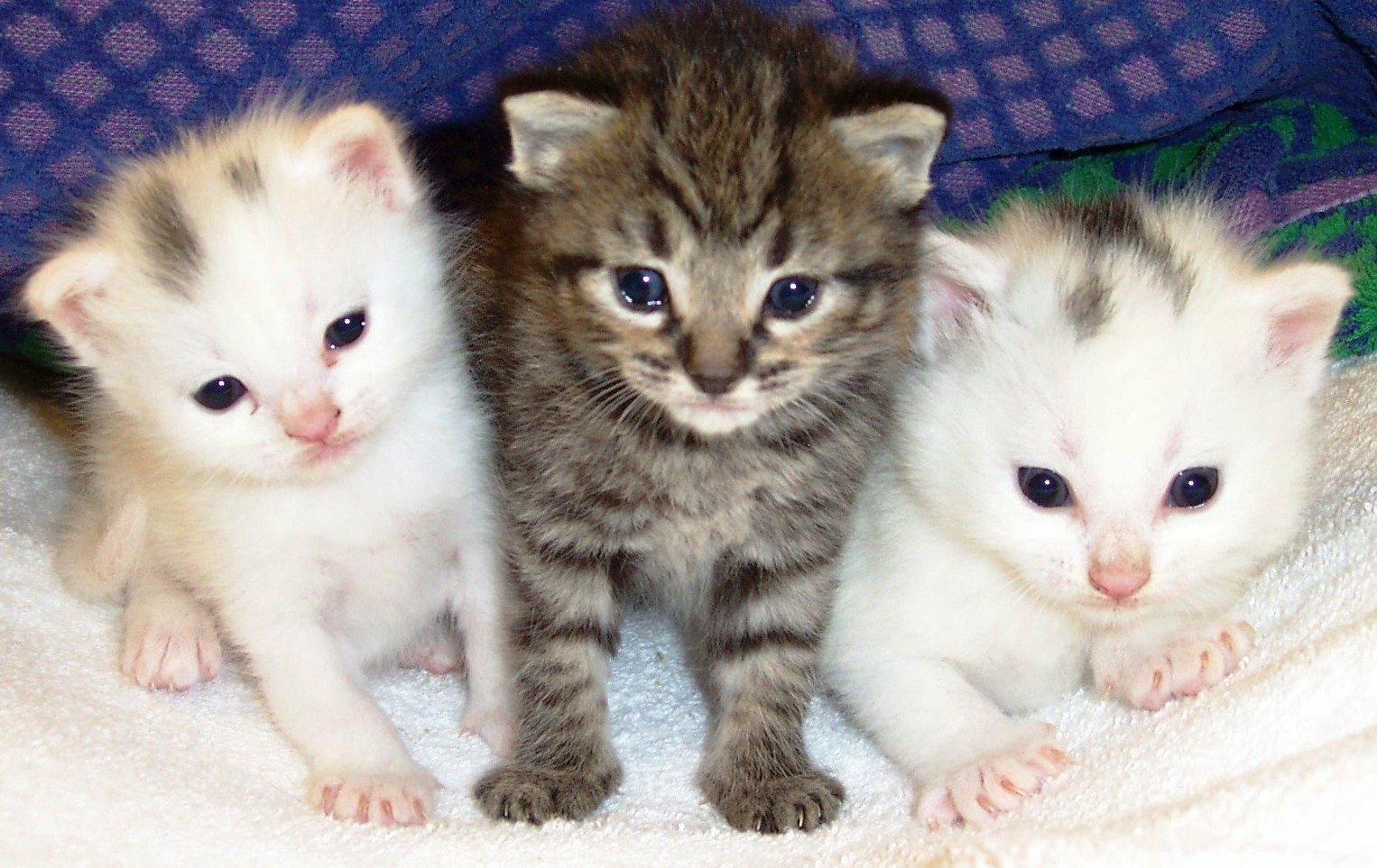 Three kitten littermates Image ID 10148 Image Abyss