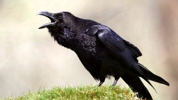Preview Image 10257