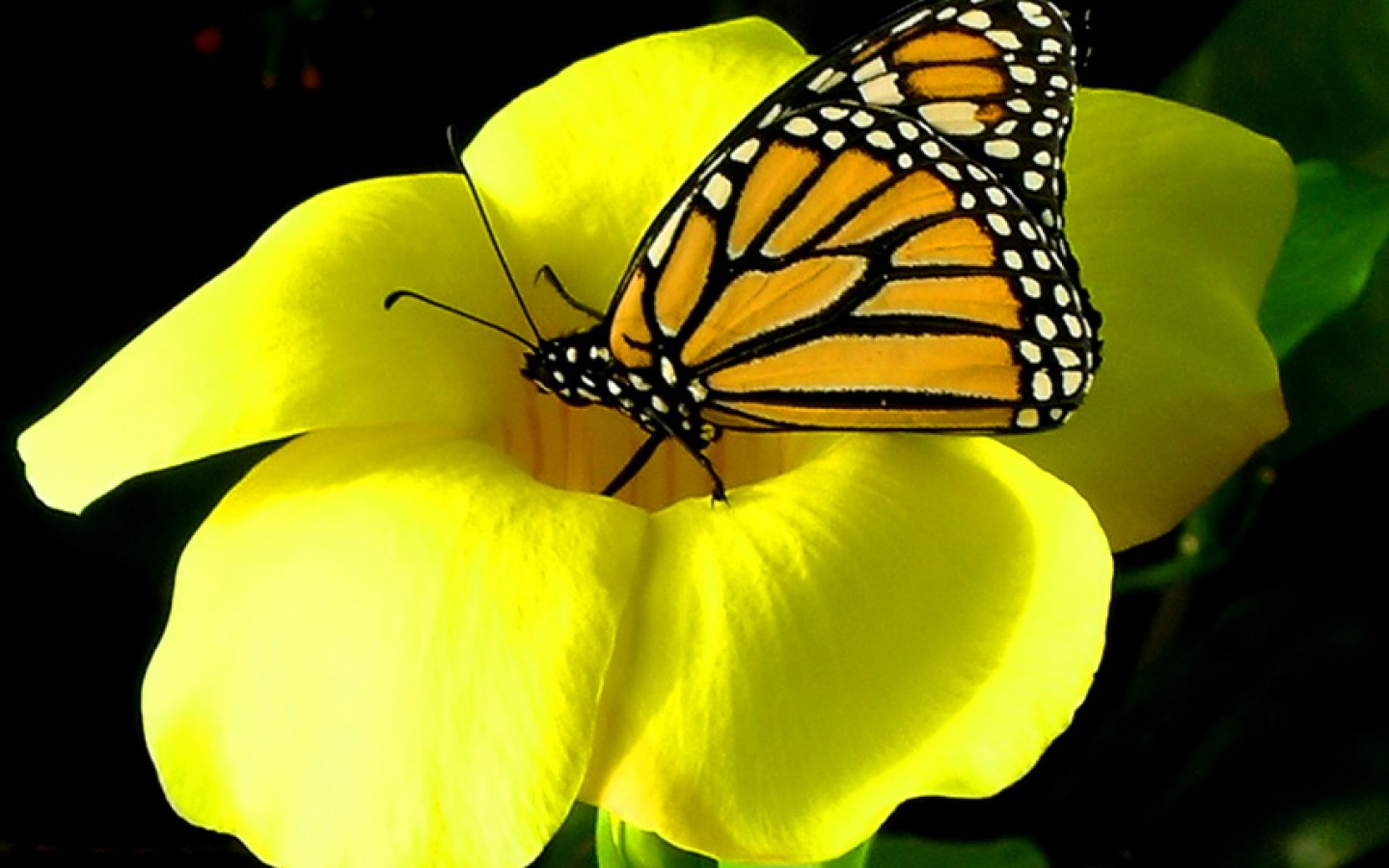 Butterfly on Yellow Flower - Image Abyss