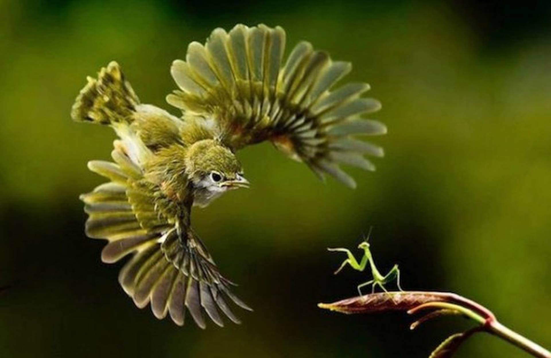 Мир природы. Птицы