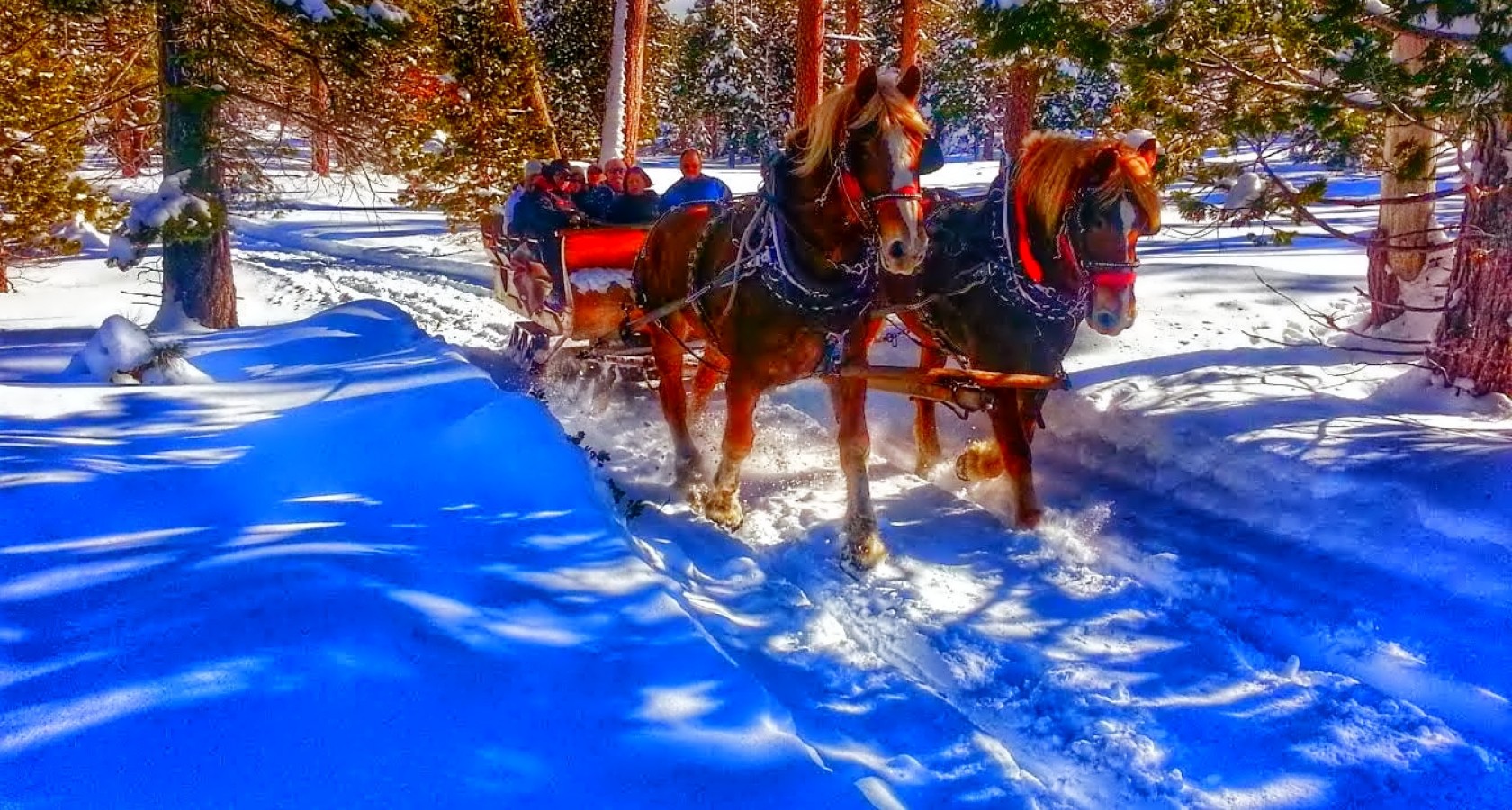 Winter Sleigh Ride - Image Abyss