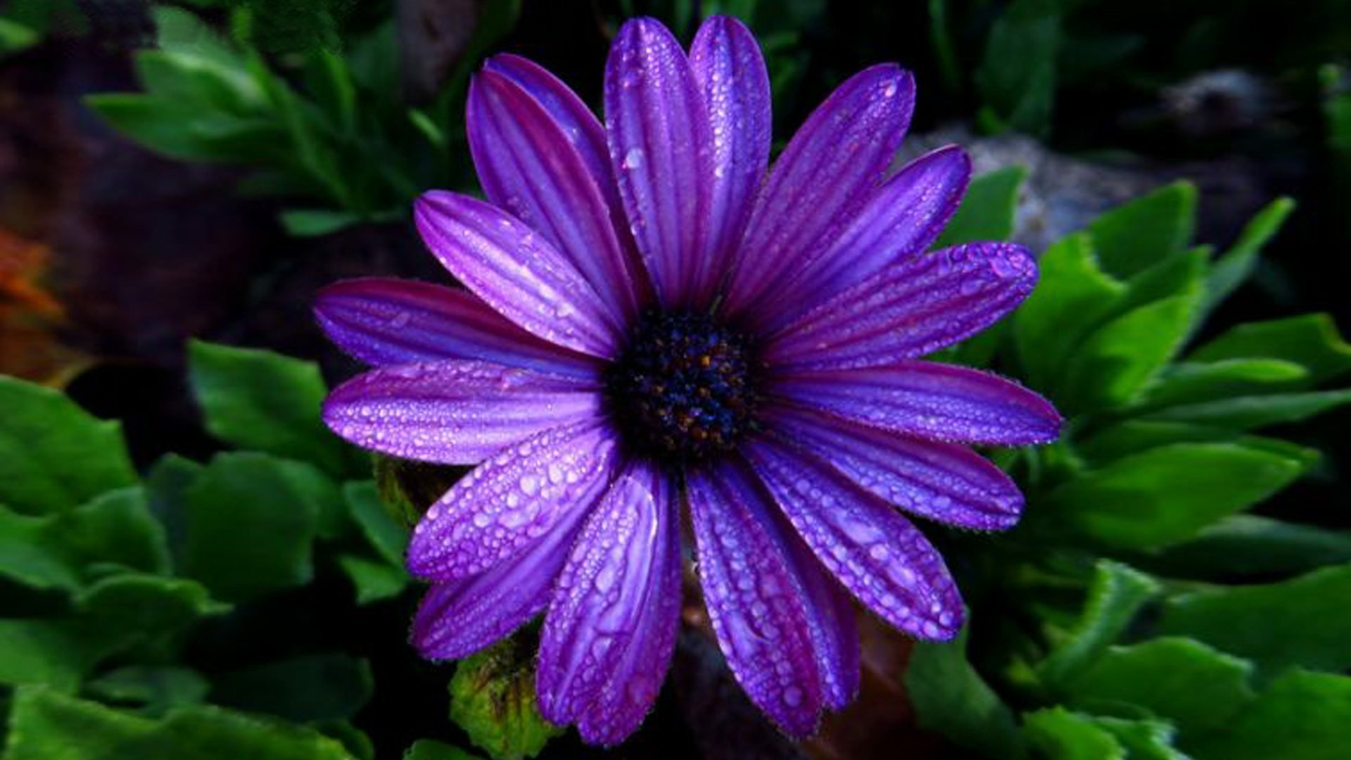 Purple Daisy - Image Abyss