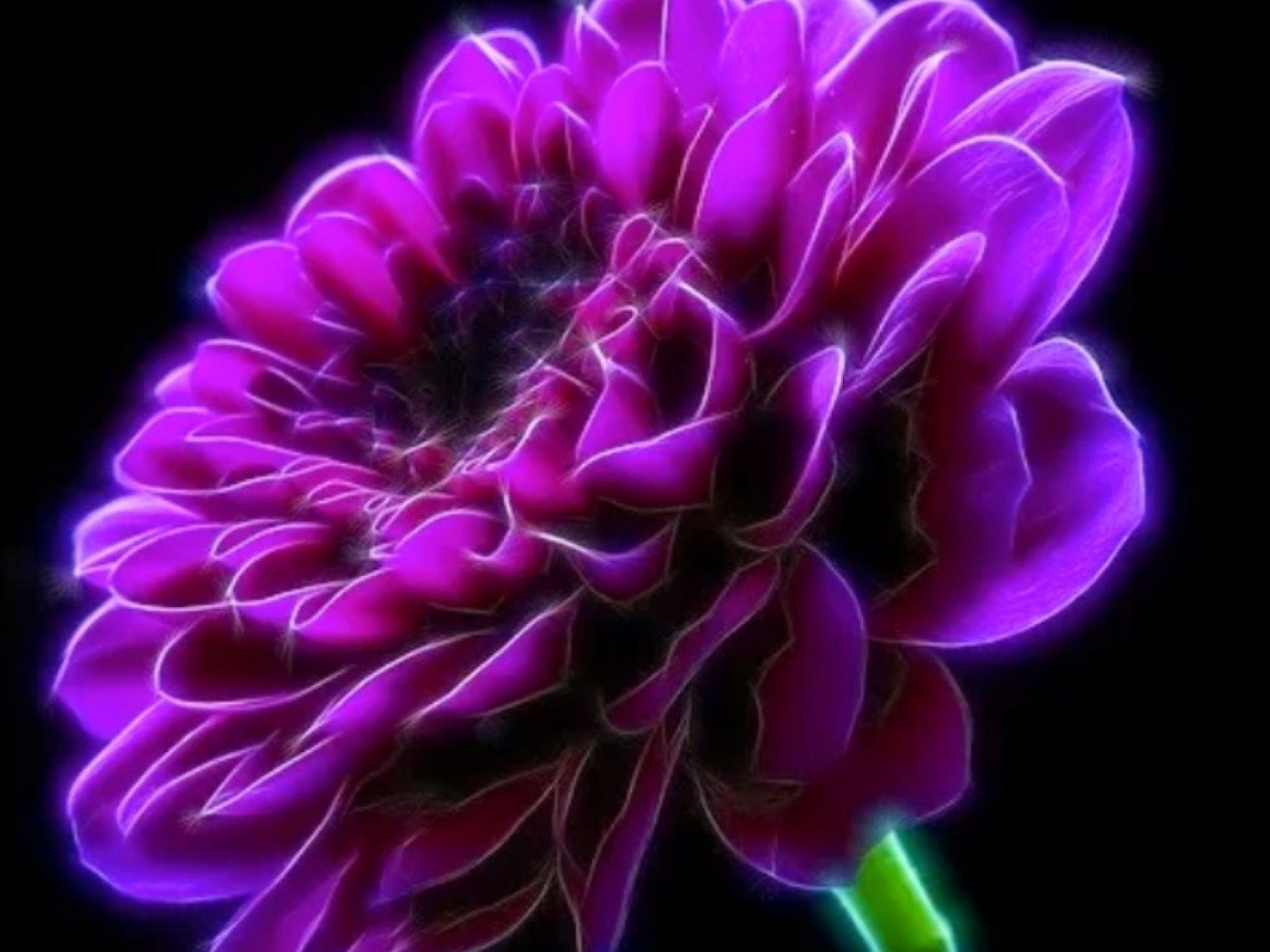 purple carnation Image ID 10417 Image Abyss