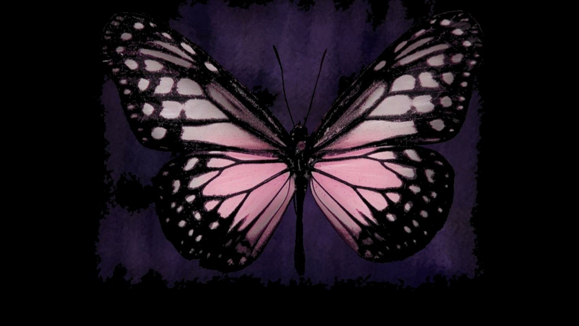 Pink Butterfly Image ID 10469 Image Abyss