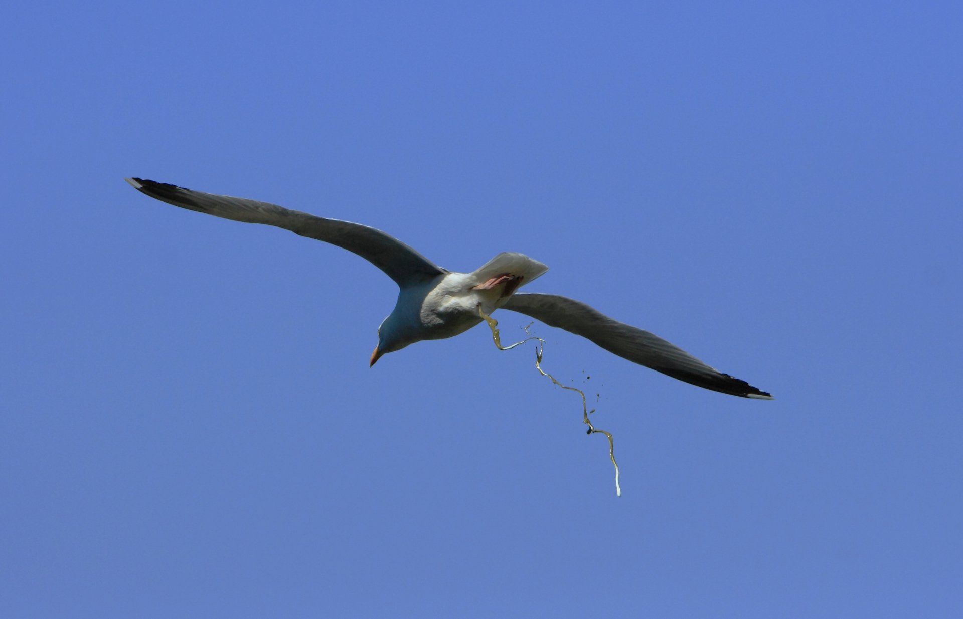 Animal seagull Image