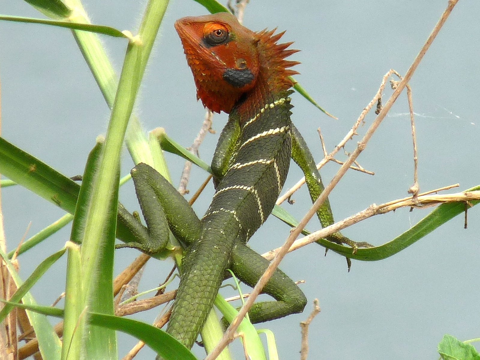 A colorful lizard with a spiky red head and green body perches among grass and twigs, blending with its natural habitat.