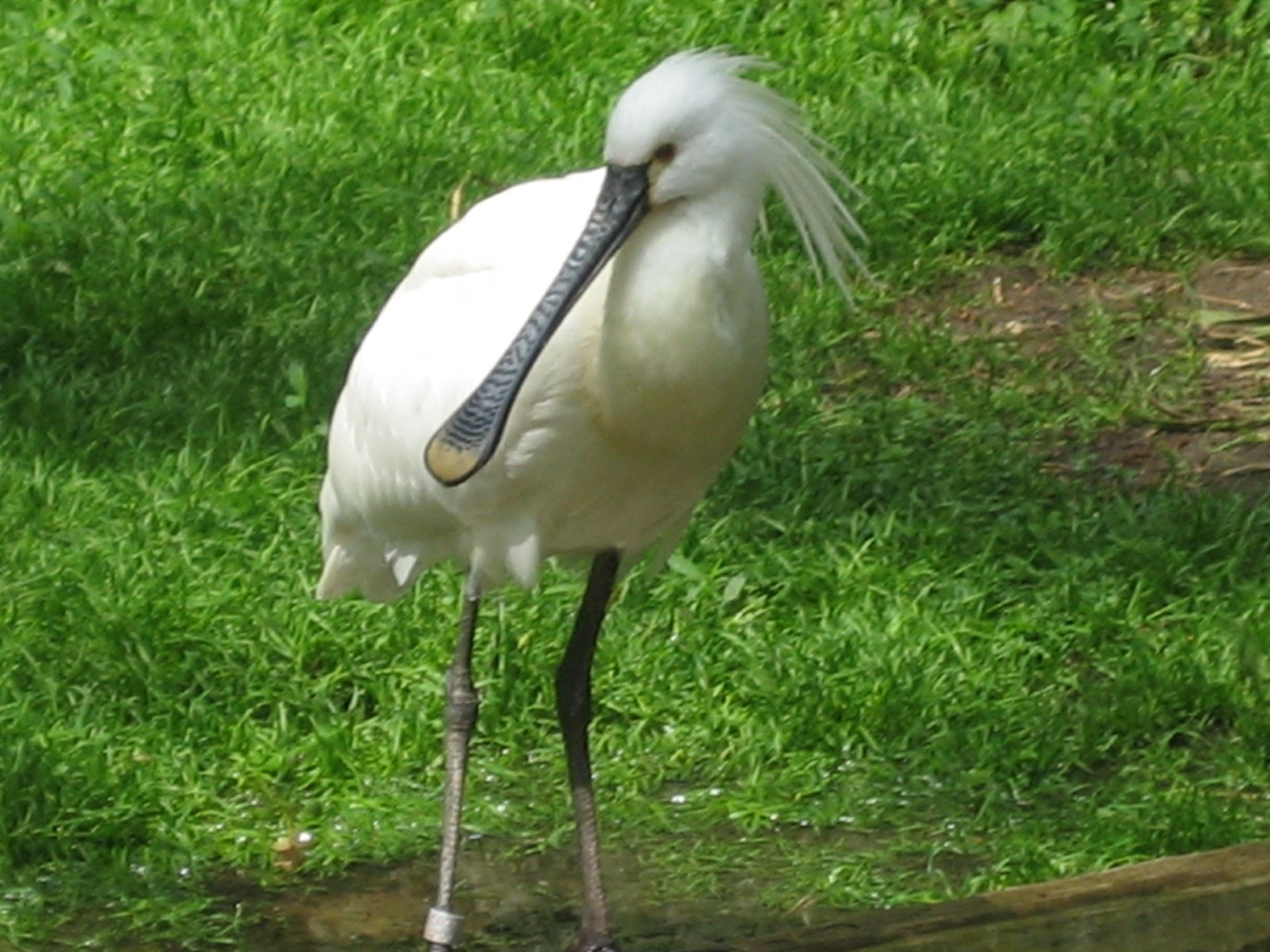 A white spoonbill stands gracefully on the grass, its distinctive long, black bill prominently displayed as it preens its feathers.