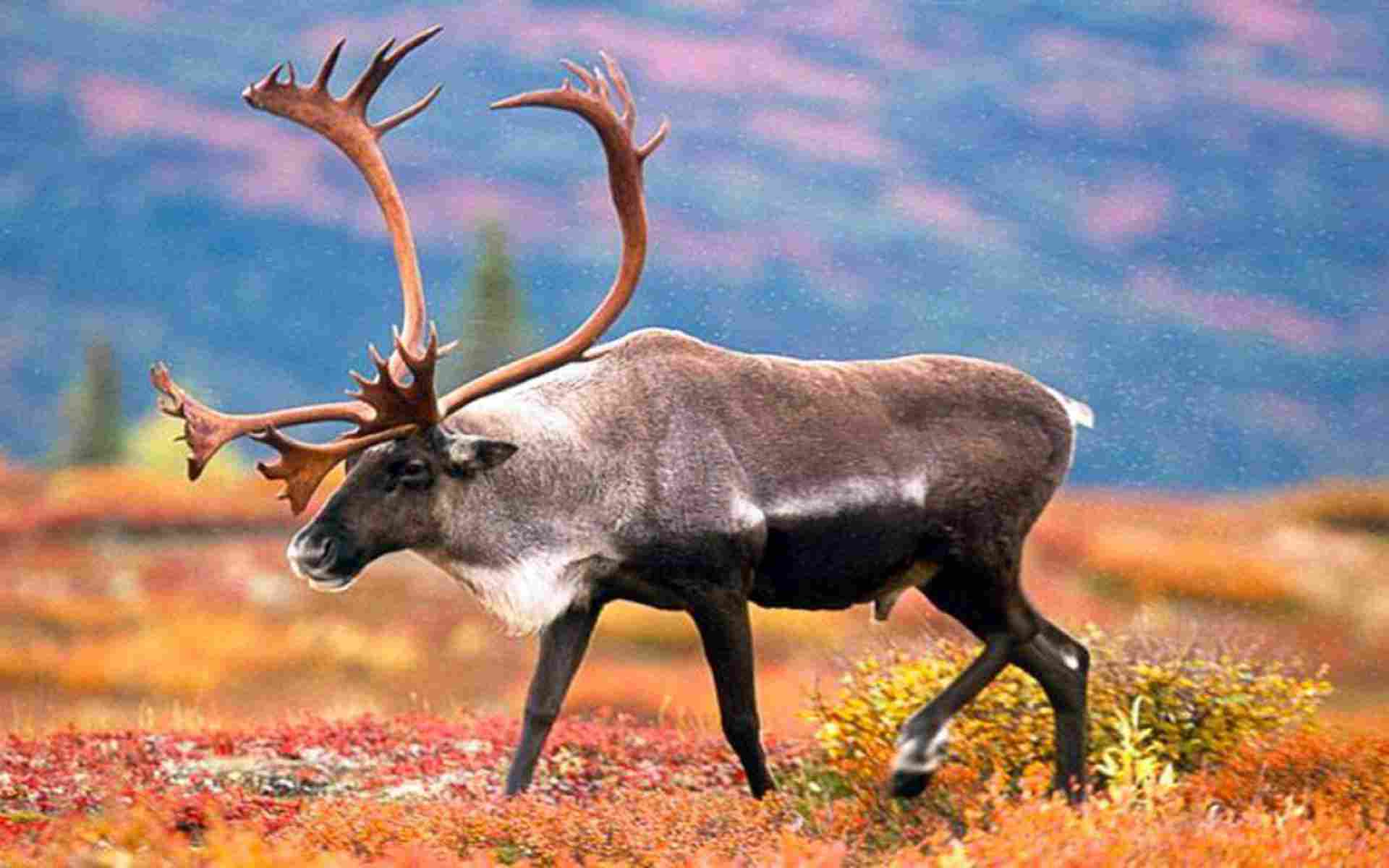 Caribou Bull, Denali National Park, Alaska бесплатно