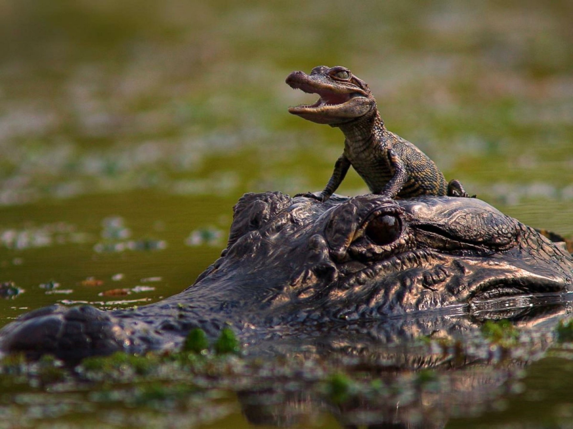  baby alligator on mom's head