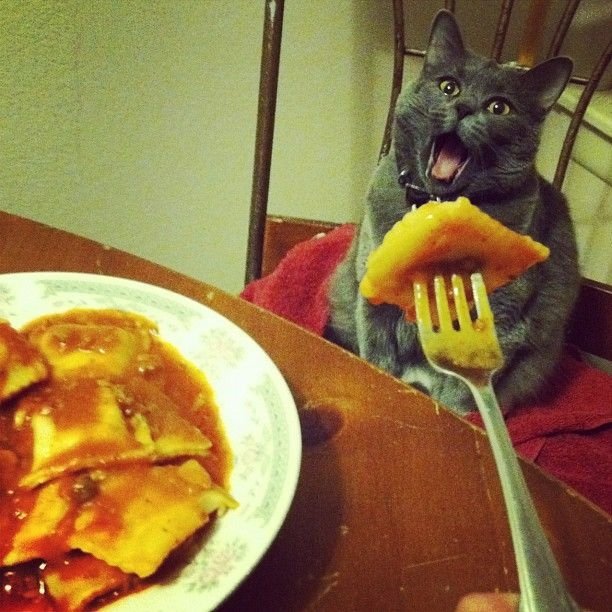 Animal cat ravioli food pet Image