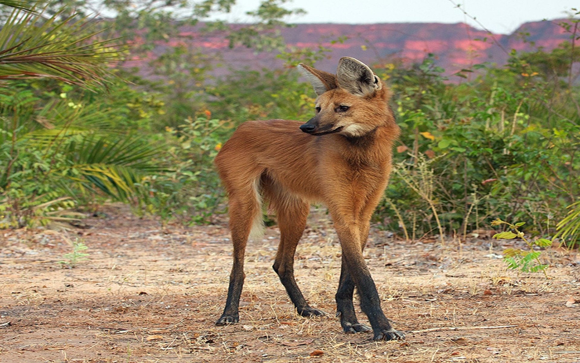 Animal Maned Wolf Image