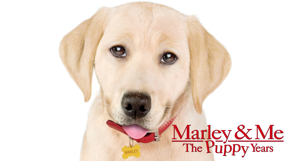 Marley & Me: The Puppy Years Picture - Image Abyss