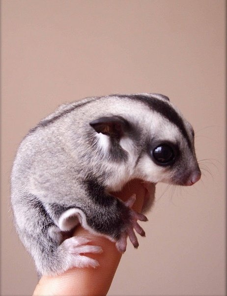  Sugar Glider on Finger
