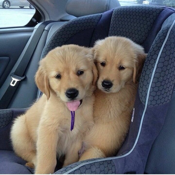 Two adorable golden retriever puppies sit close together in a car seat, with one playfully sticking out its tongue, showcasing their fluffy golden fur and playful spirit.