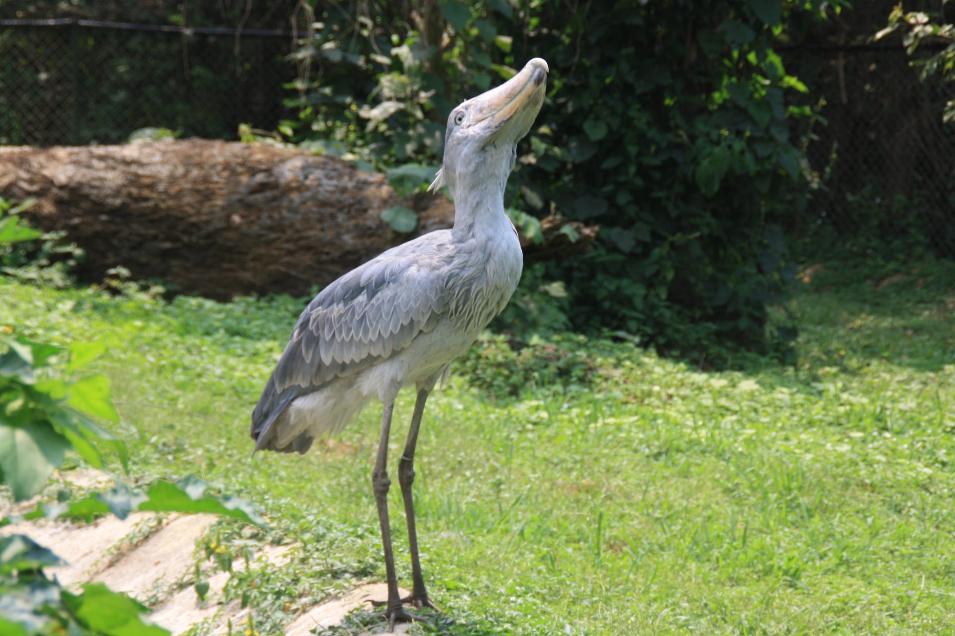 Download Animal Shoebill Image