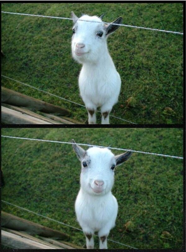 It's a happy goat! Image ID 1106 Image Abyss