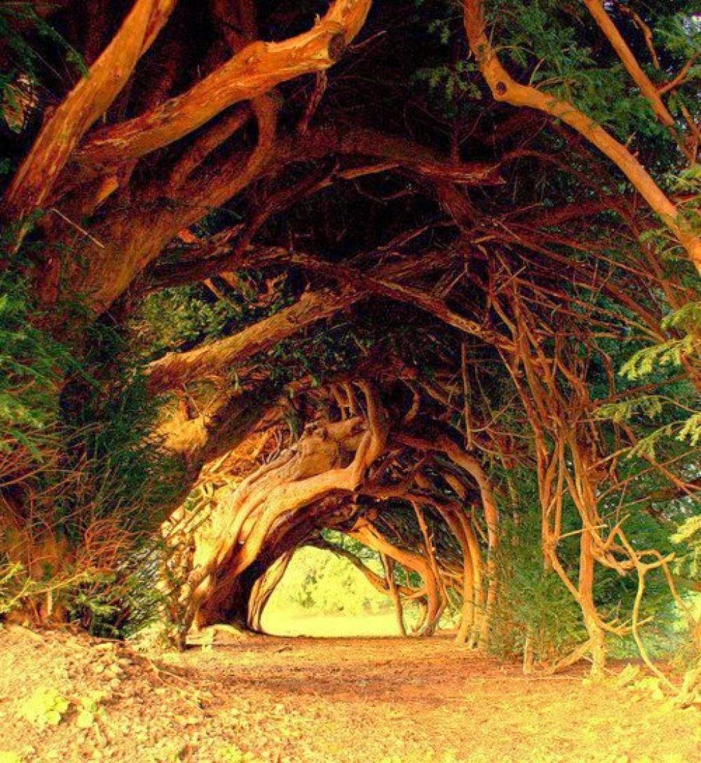 Необыкновенные деревья фото