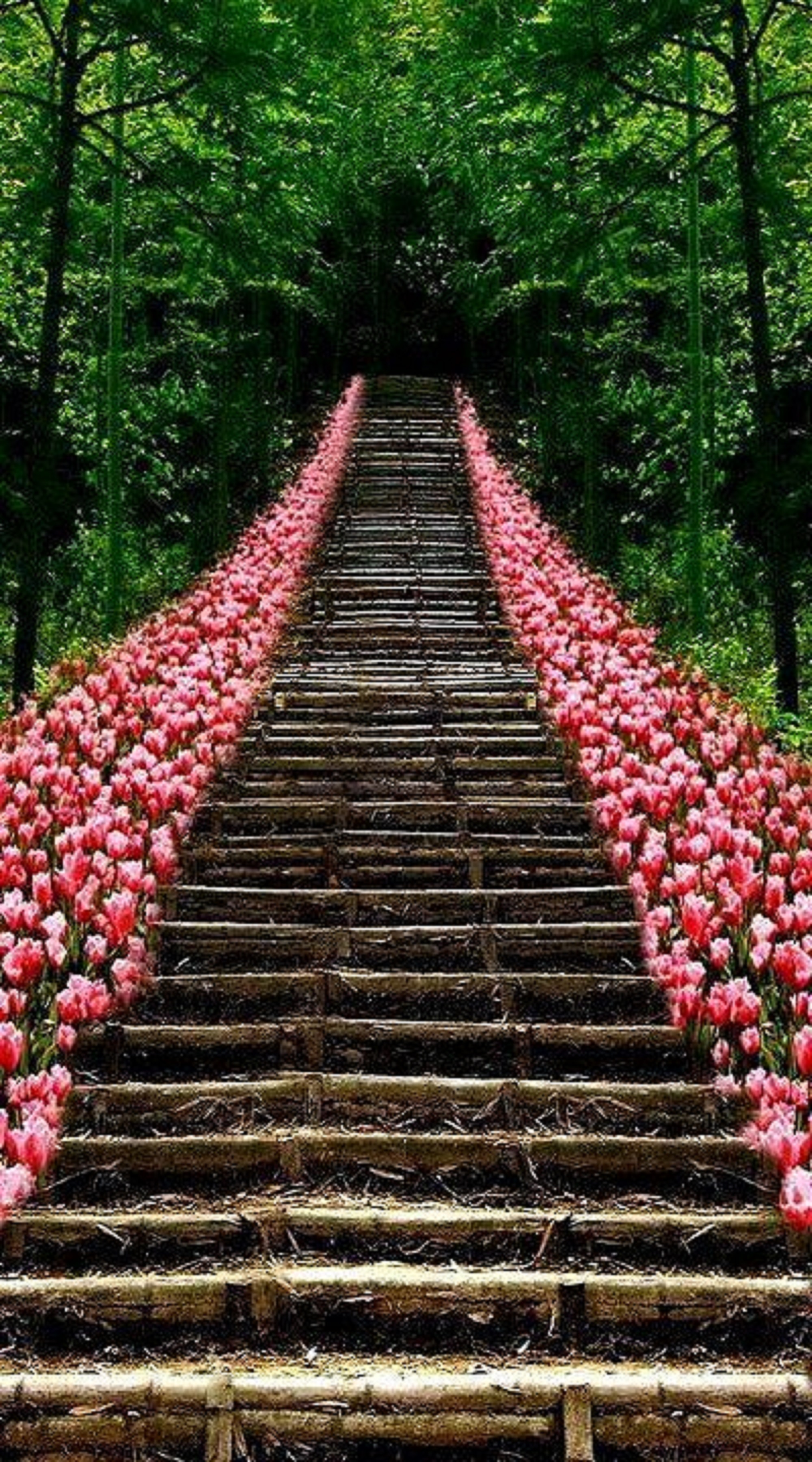 Path of Pink Tulips - Image Abyss