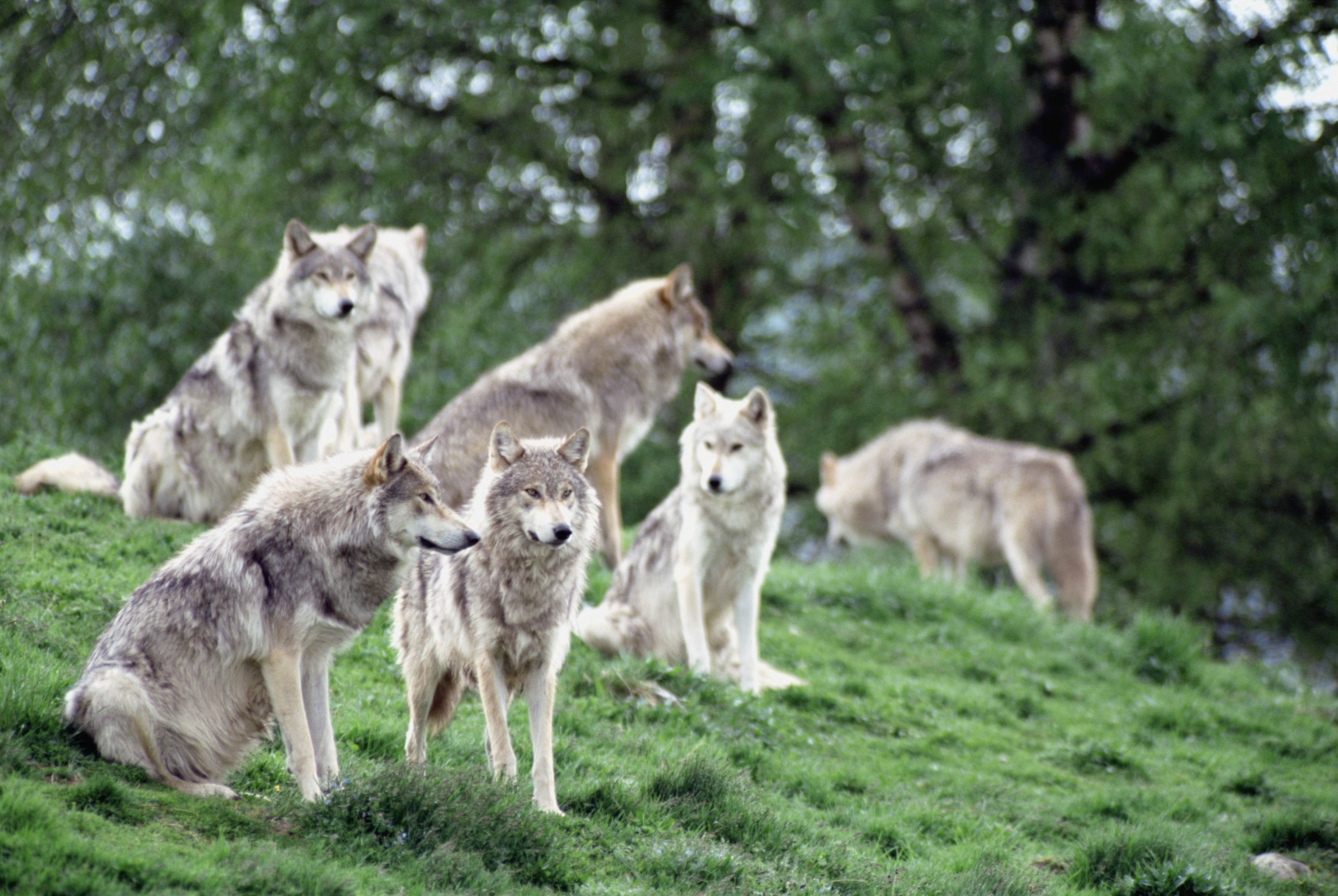 a group of wolves Image - ID: 11118 - Image Abyss