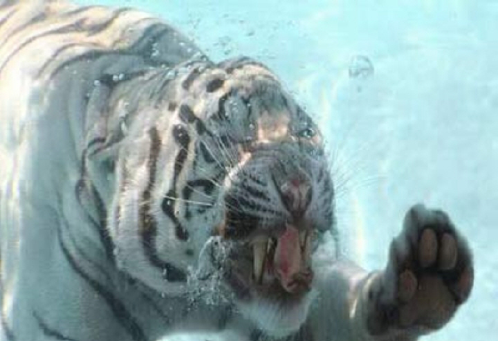 White Tiger Swimming Under Water Image Abyss