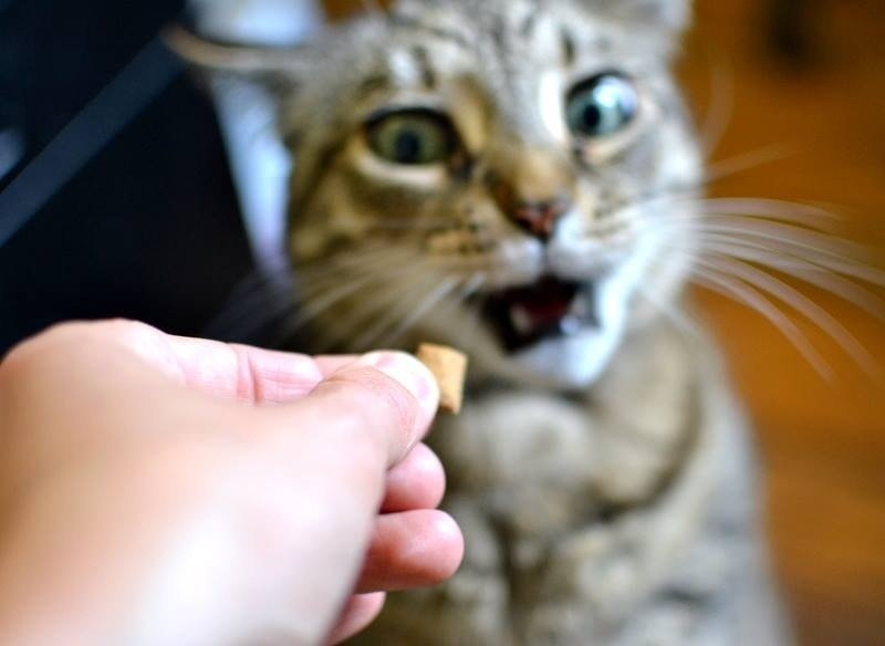 Animal cat pet treat excited Image