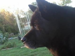  my bear