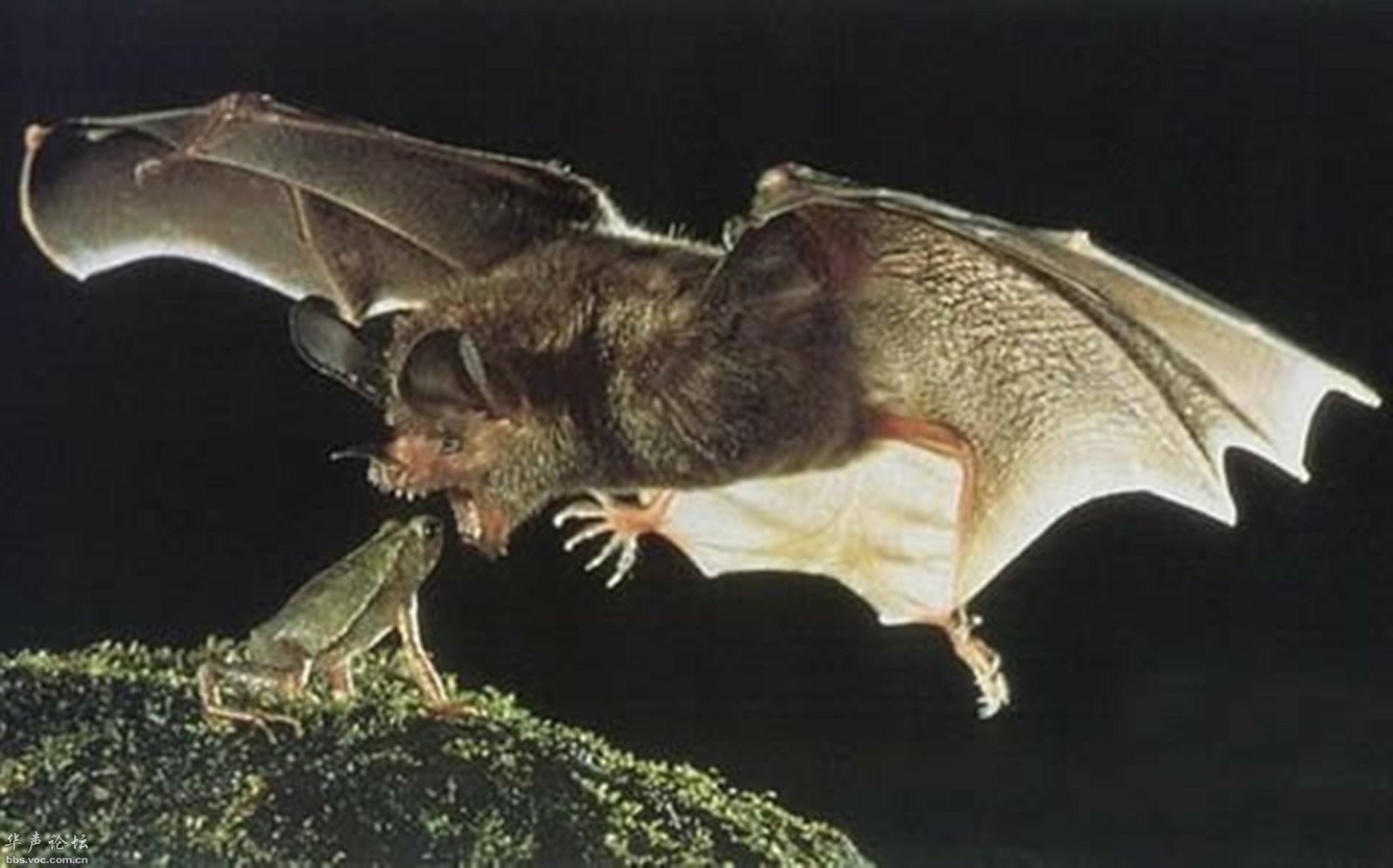 a bat catching a frog Image - ID: 11136 - Image Abyss