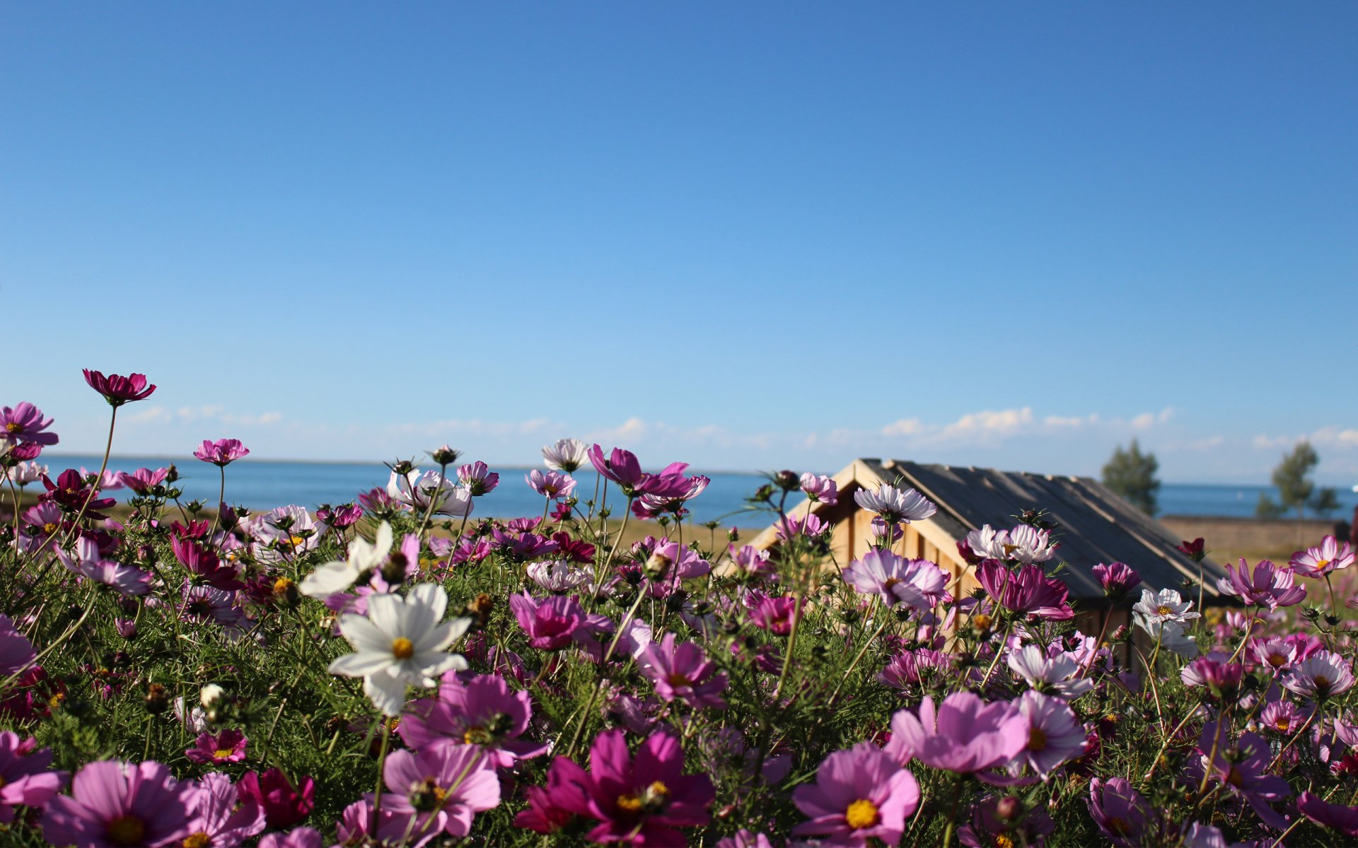 A vibrant field of pink and white flowers blooms under a clear blue sky, with a small wooden structure and distant trees in the natural landscape.
