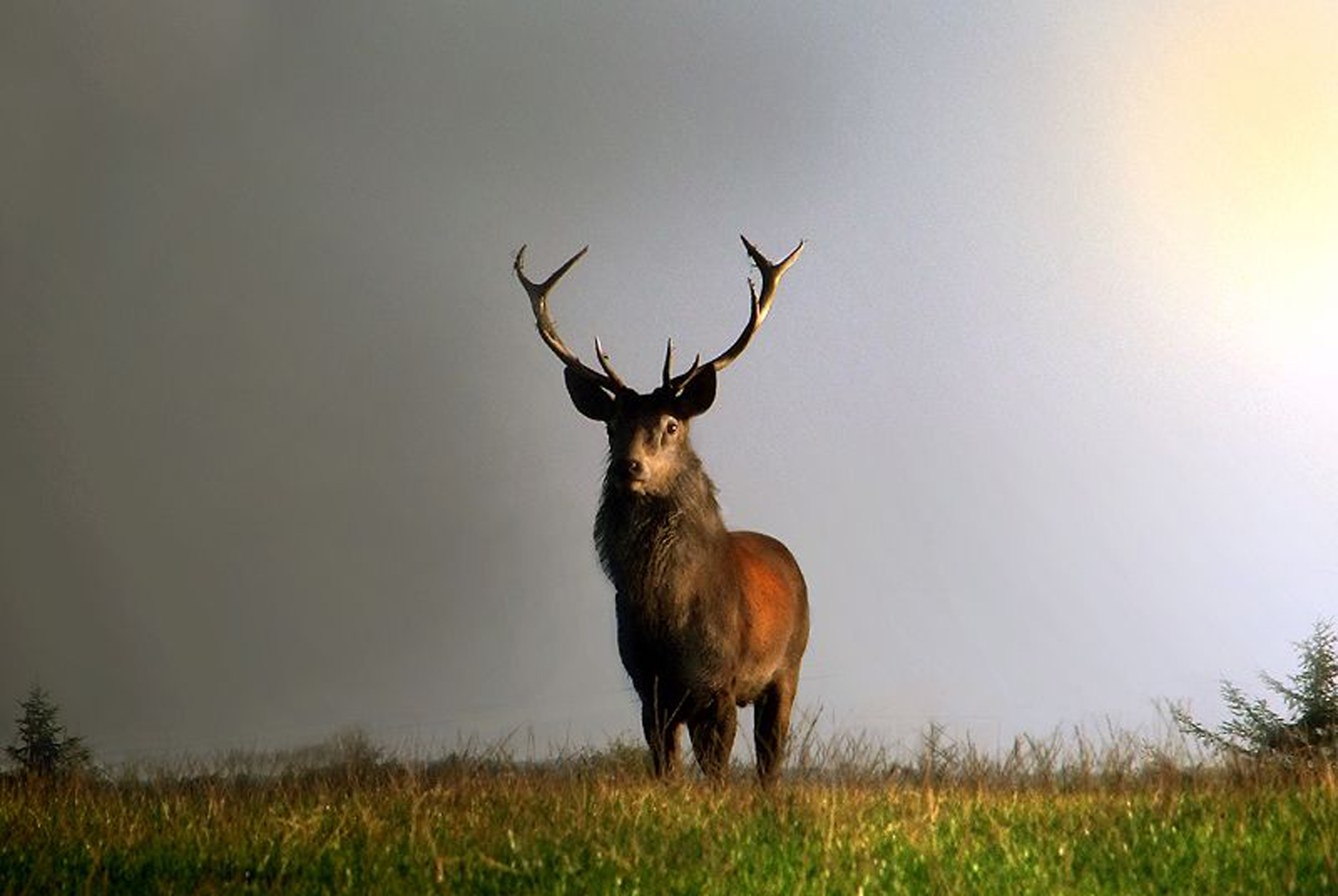 Stag. Олень животное. Тотем олень. Олень обои. Тотемное животное олень.