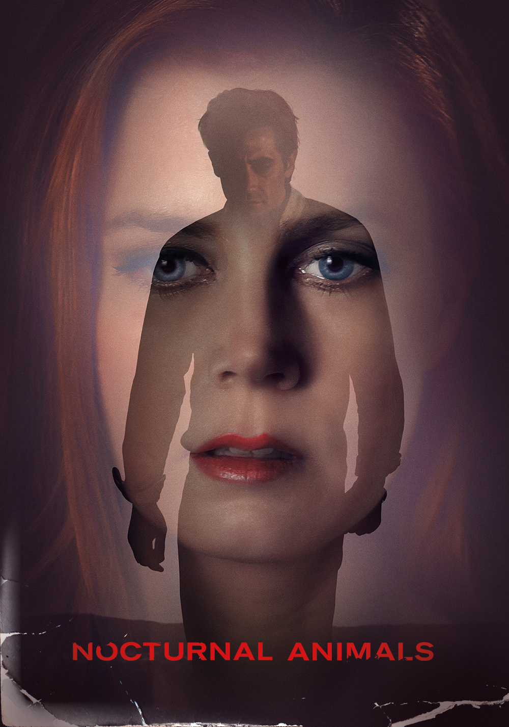 Nocturnal Animals Picture - Image Abyss
