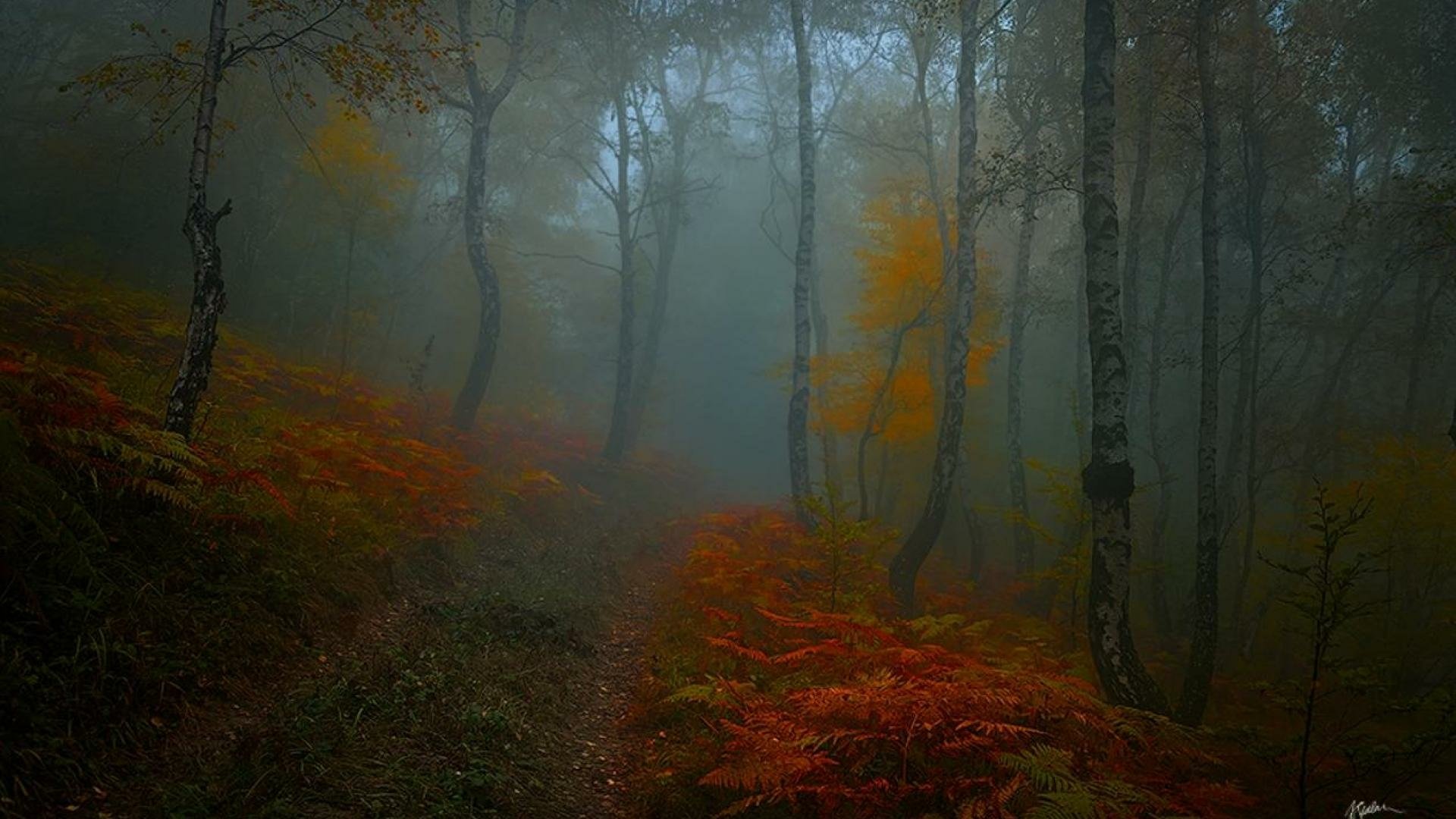 Autumn Forest in the Fog Image - ID: 11226 - Image Abyss