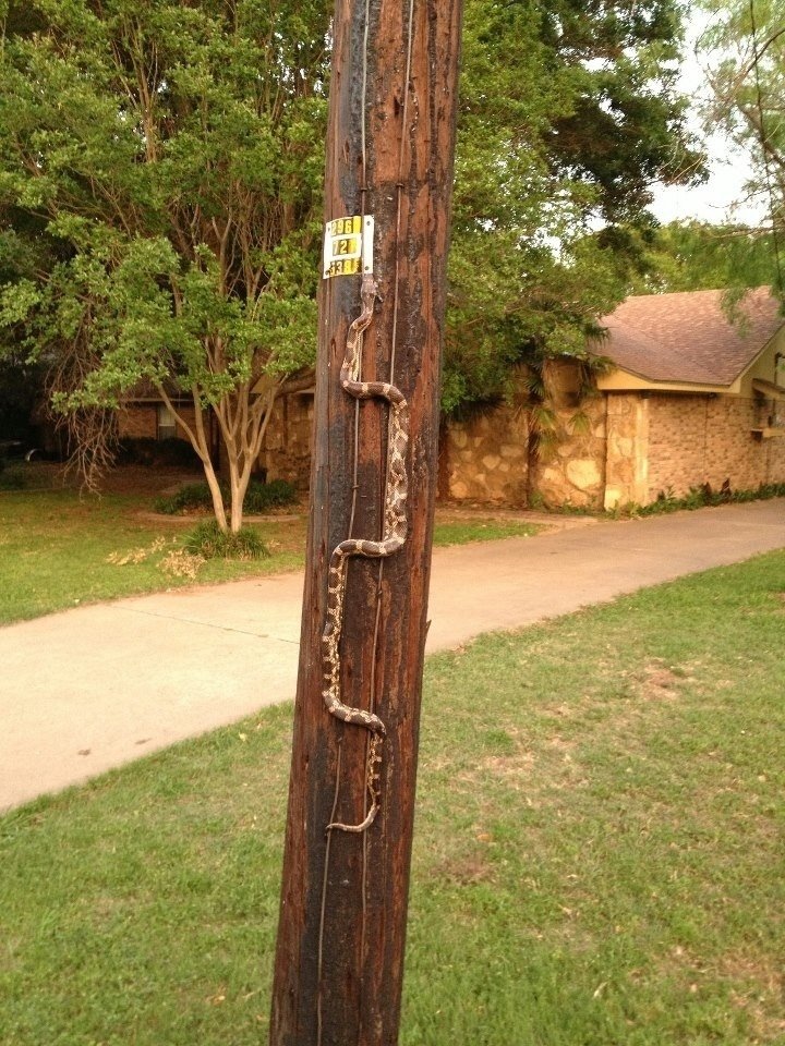 Animal snake pole nature Wildlife Image