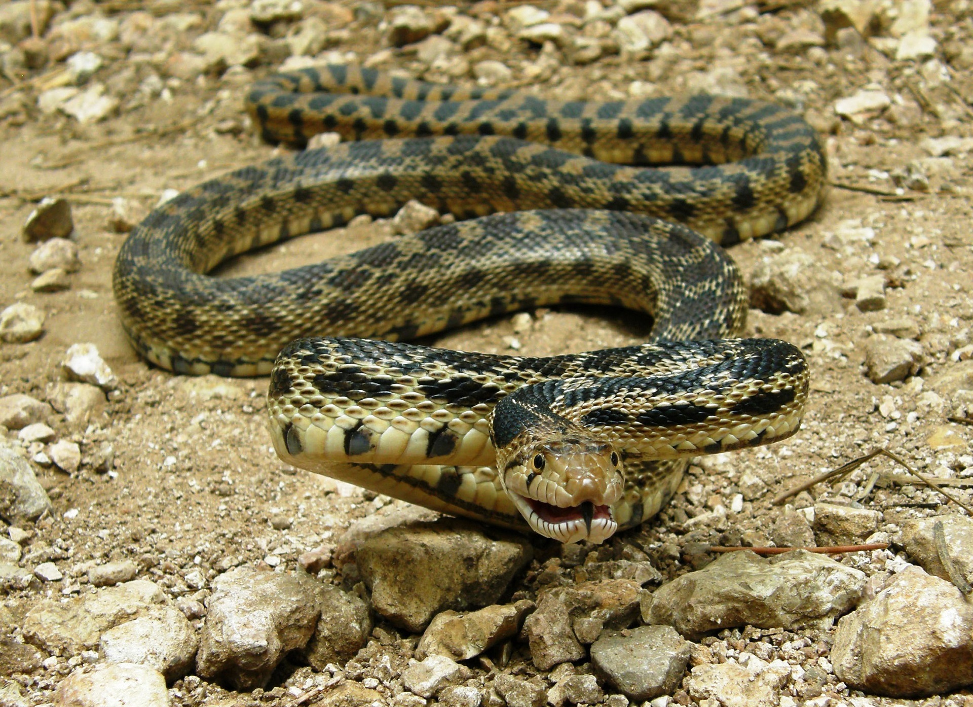 Pacific gopher snake by skeeze
