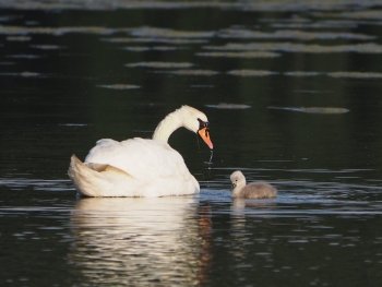 Preview Image 11461