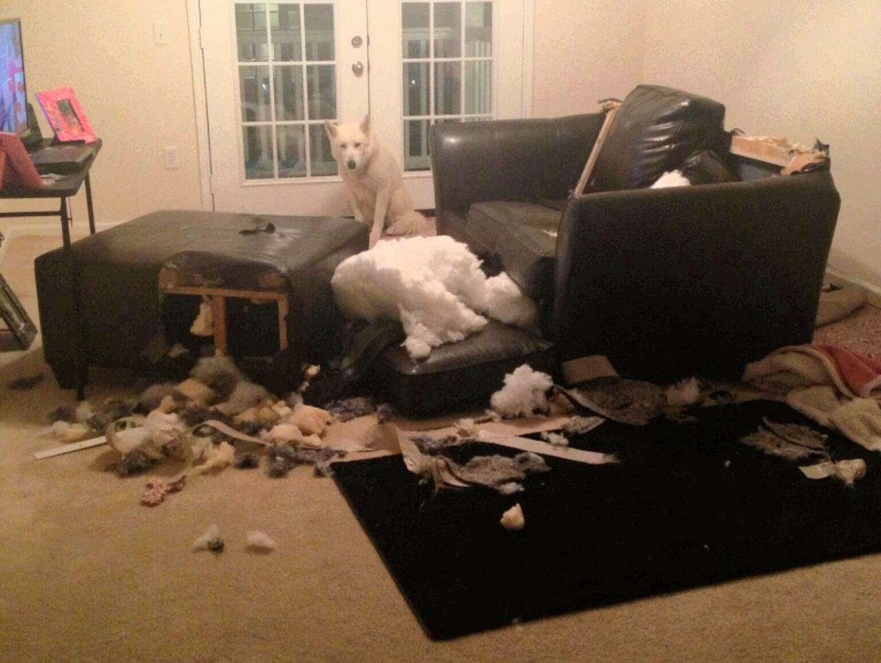 A dog stands in a living room with destroyed furniture and scattered debris, creating a messy scene.