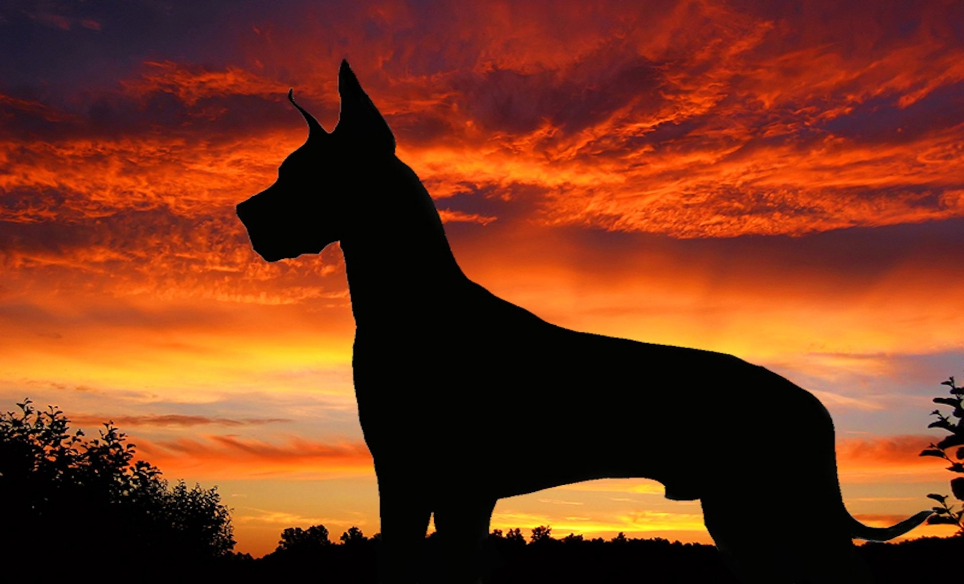  Great Dane Silhouette