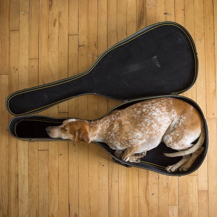 A dog sleeps curled up inside an open guitar case on a wooden floor.