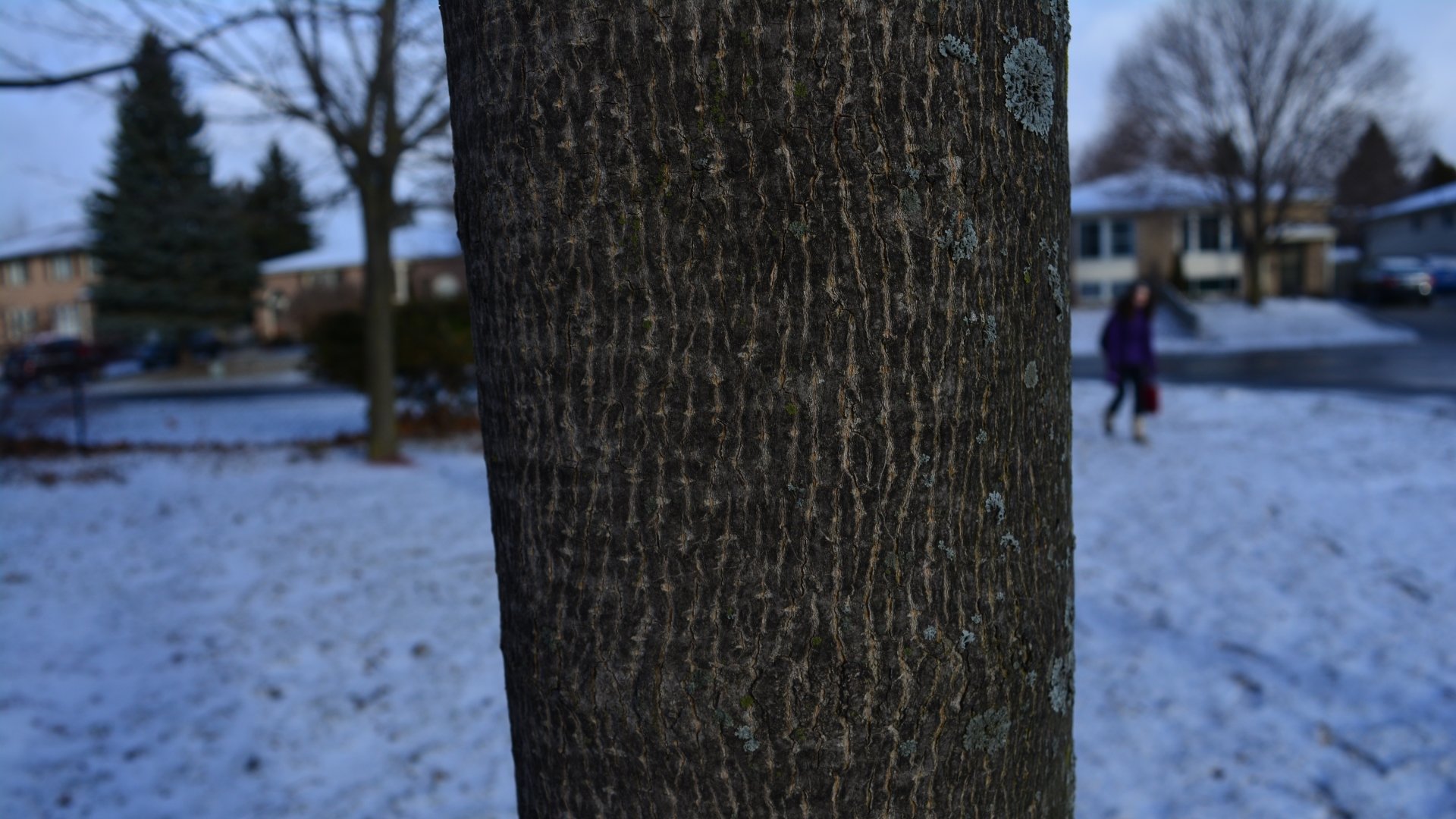 tree photography close-up Image