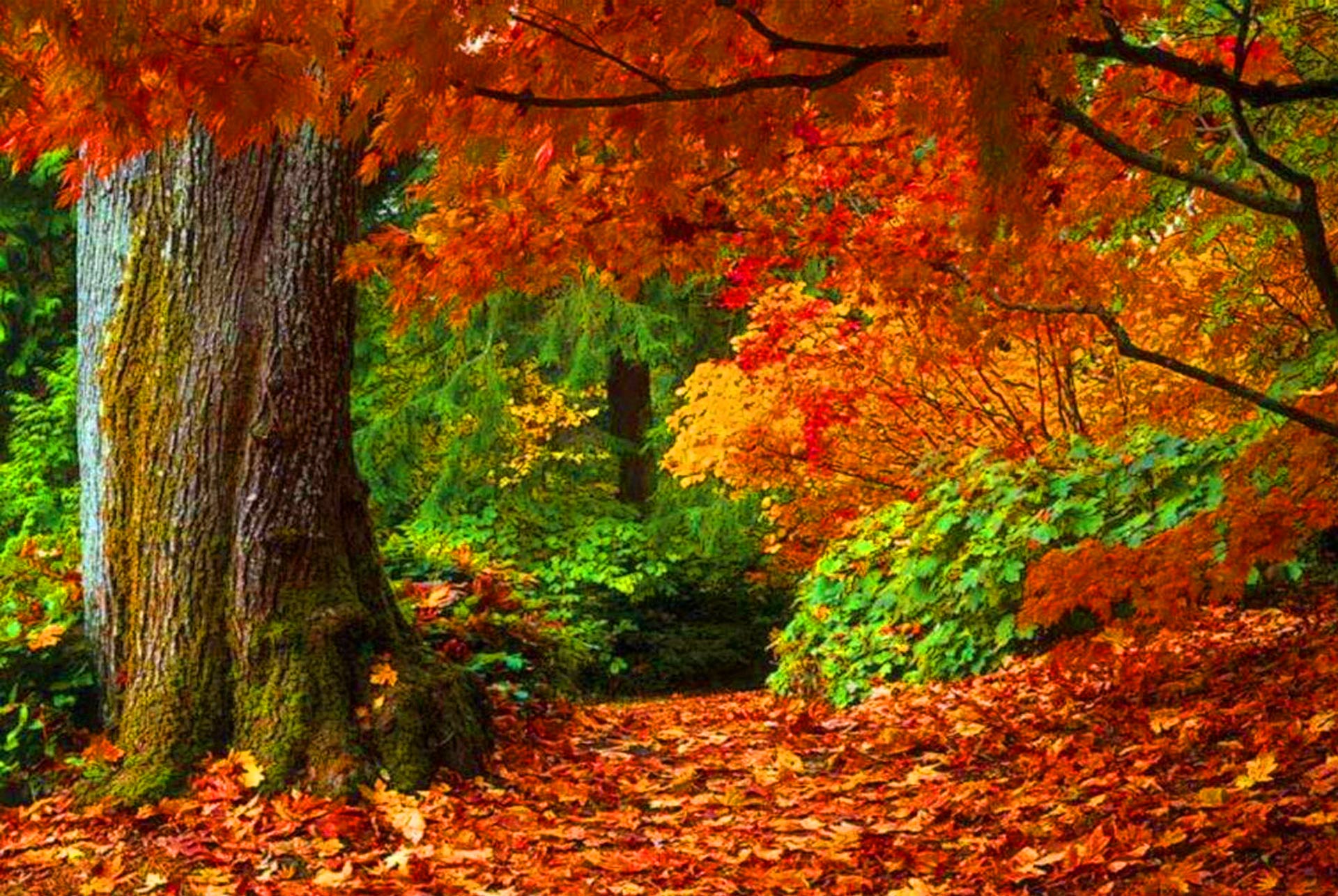 Фрагмент осени. Осень. Осенний лес. Осень в лесу. Сентябрь природа.