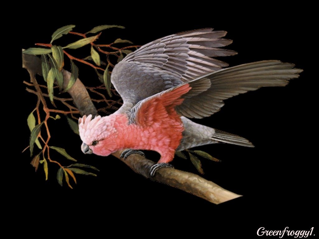 bird Animal Galah Image