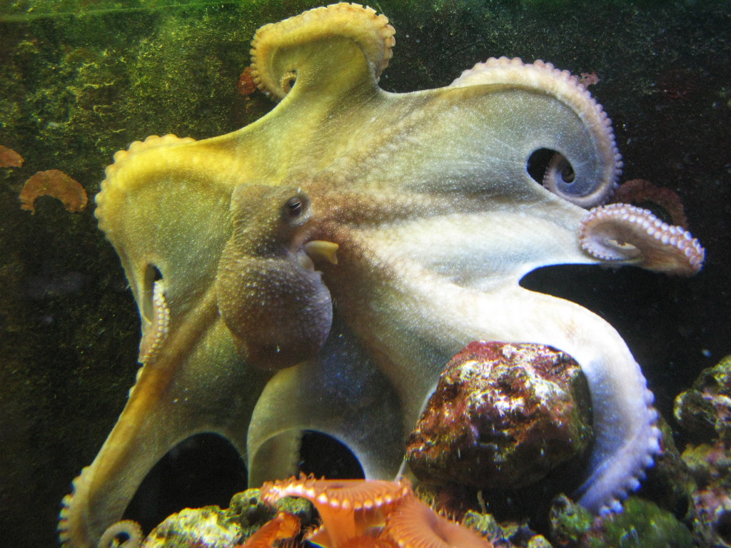 Mama Cass, a tank-born eight-month-old female Octopus briareus