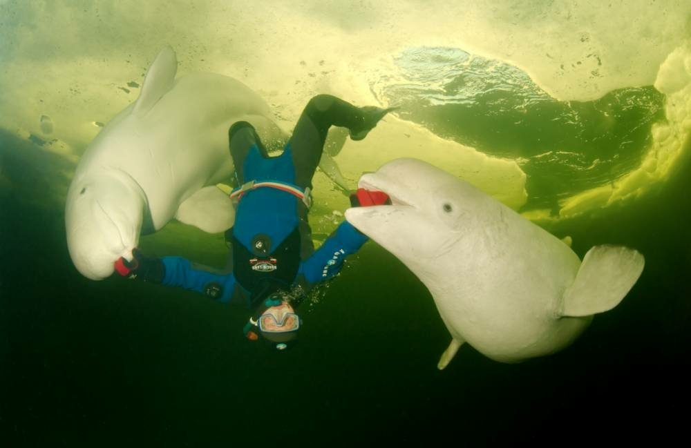  An extreme freediver swims with a pair of Beluga whales beneath the White Sea off Karelia